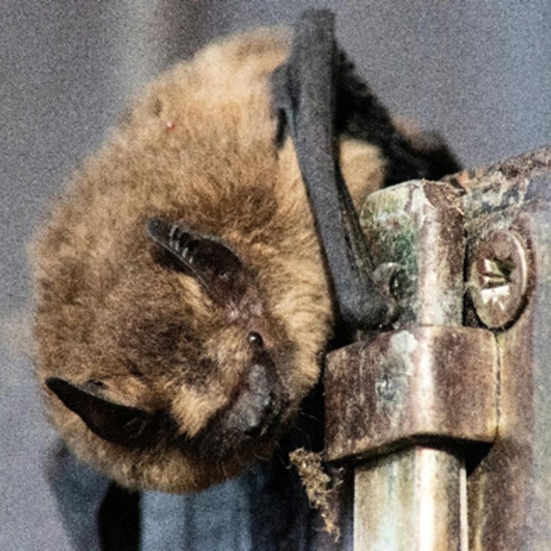 7.30pm Saturday 20th September - Bat walk with Little Wing Ecologist Yvette Amos.